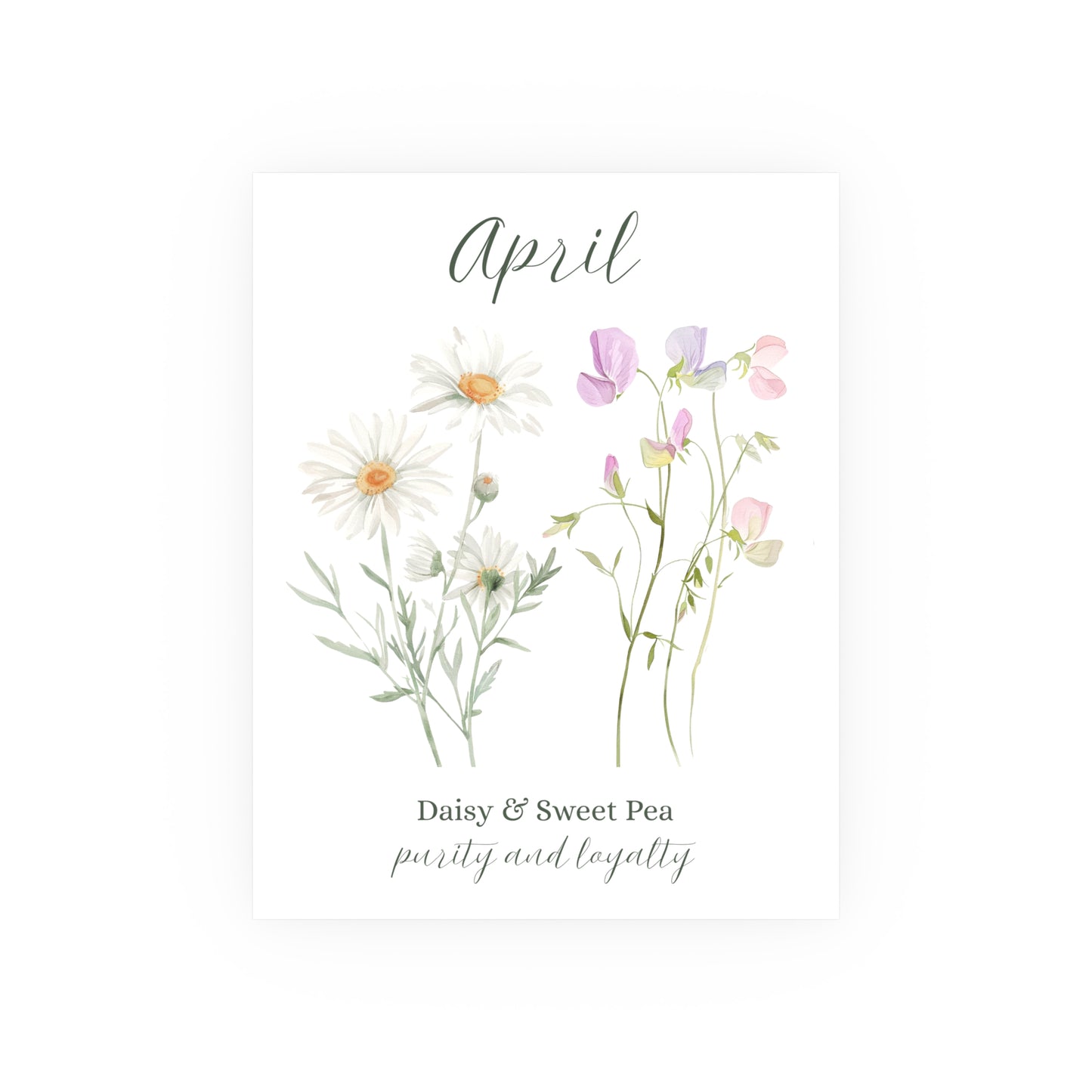 11"x14" vertical satin print of April birth flowers: white daisies and pink/purple sweet peas.