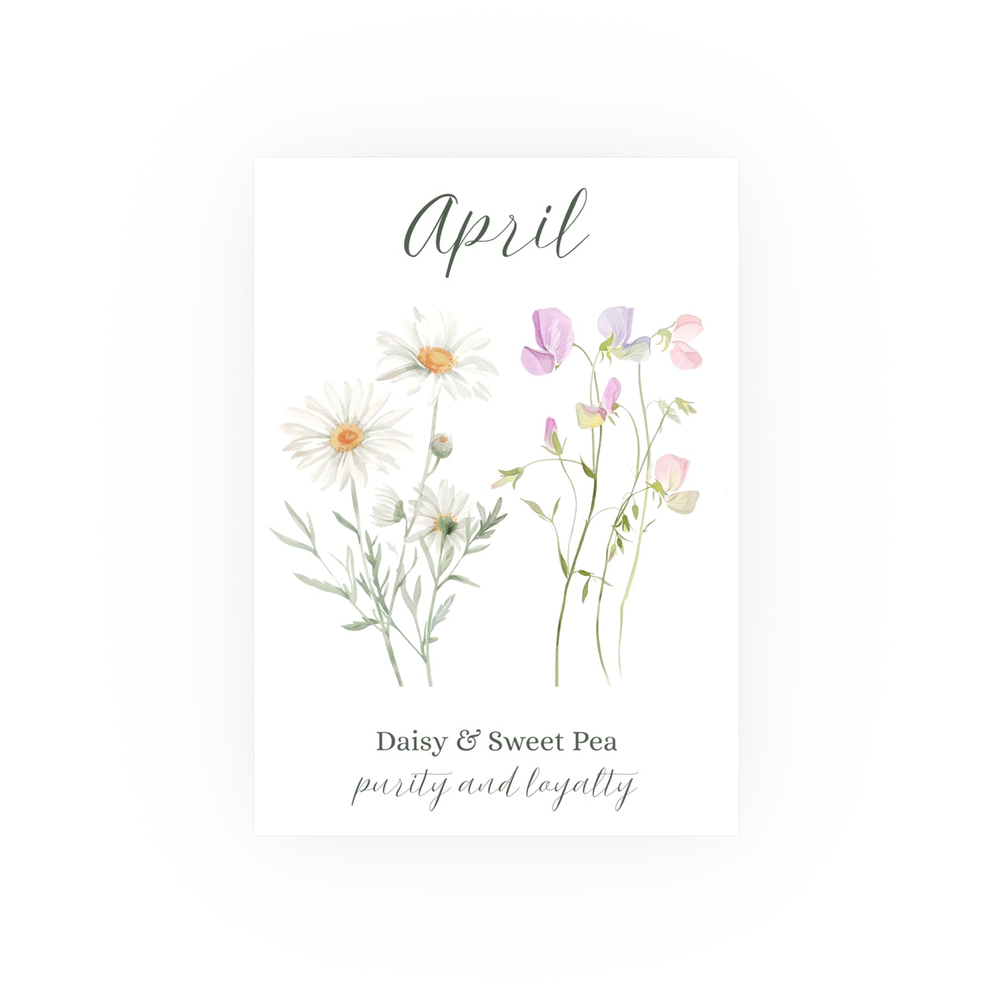April birth month flower art print with watercolor daisies and sweet peas.
