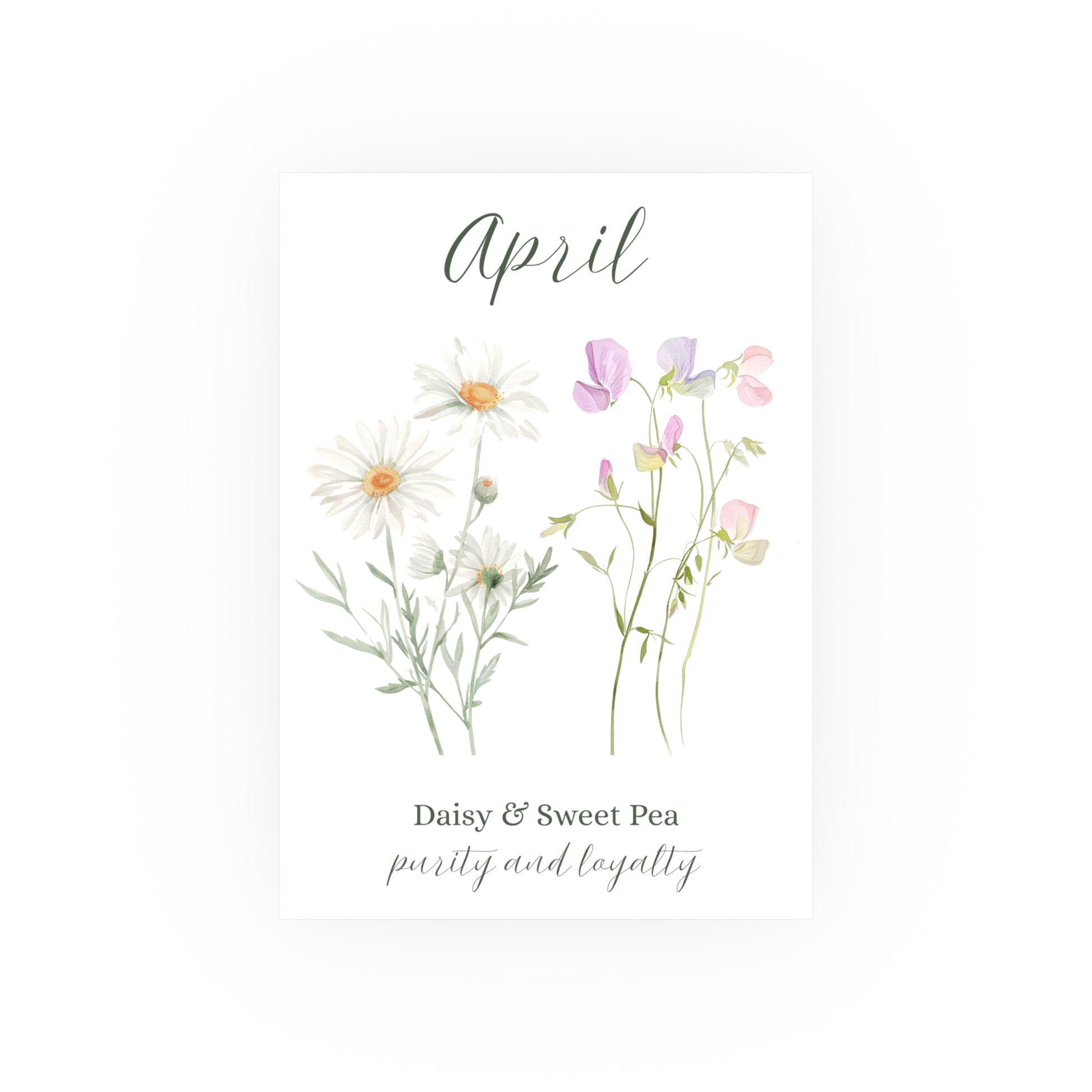April birth month flower art print with watercolor daisies and sweet peas, labeled "purity and loyalty".